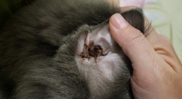 Otitis