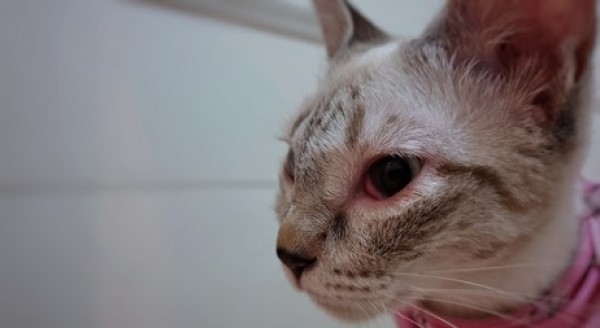 Konjunctivitis