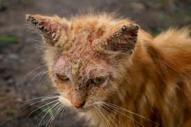 Scabies