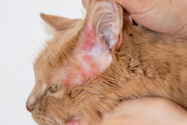 dermatophytosis